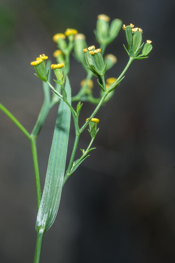 Bupleurum praealtum / Bupleuro lino-selvatico